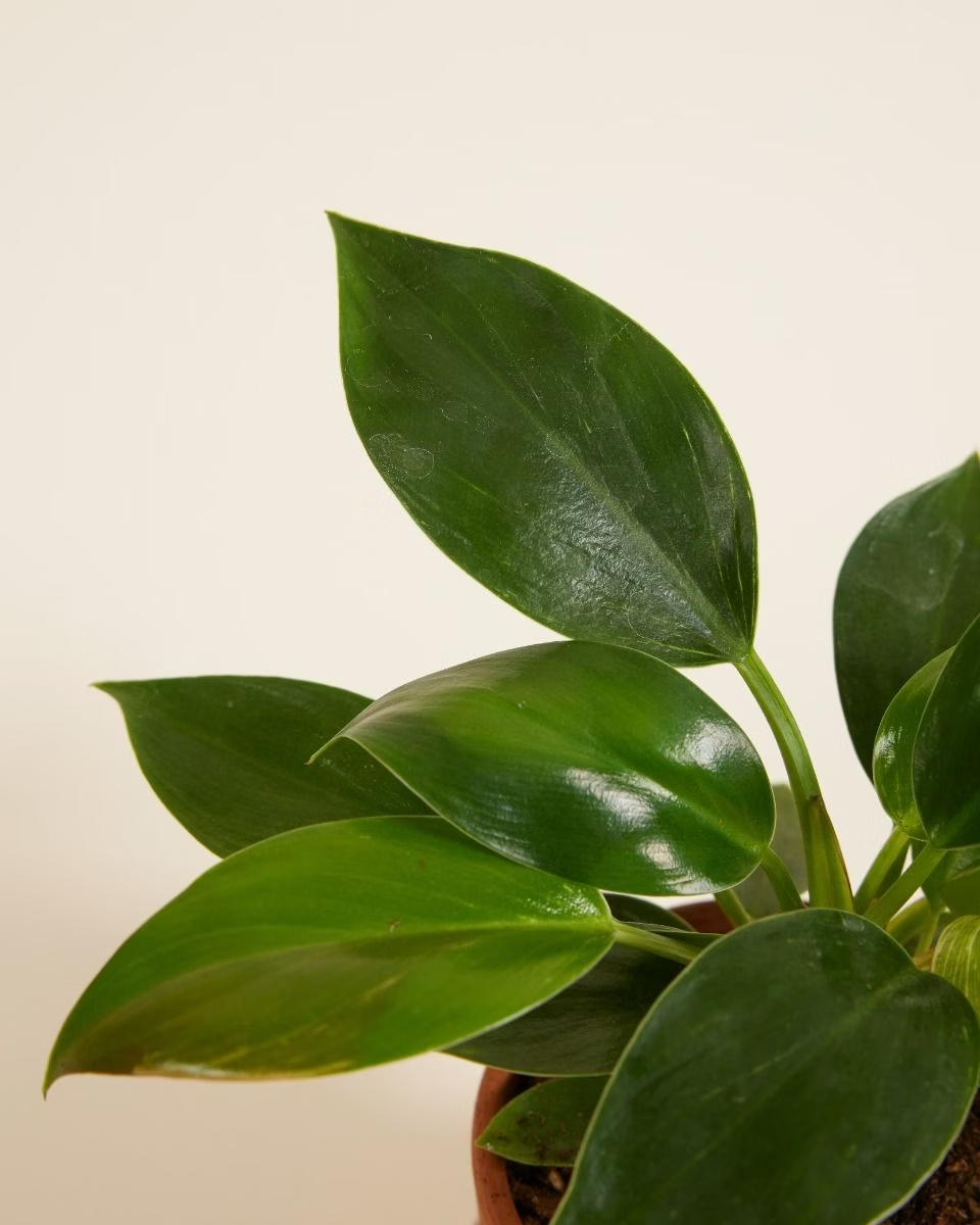 Baby Philodendron Pink Birkin فيلوديندرون