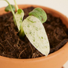 Baby Rhaphidophora Puberula Variegata