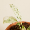 Baby Rhaphidophora Puberula Variegata