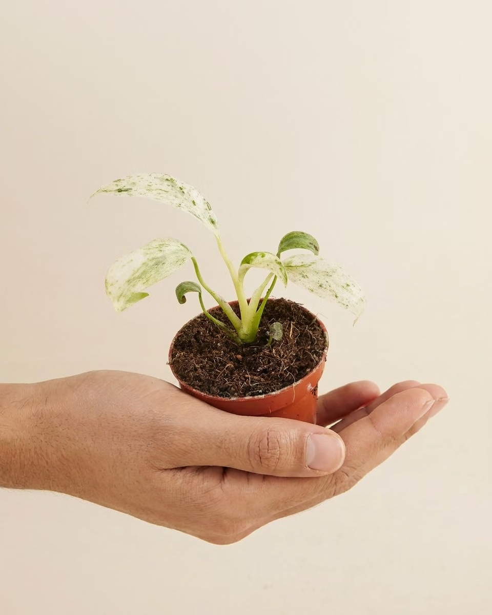 Baby Rhaphidophora Puberula Variegata