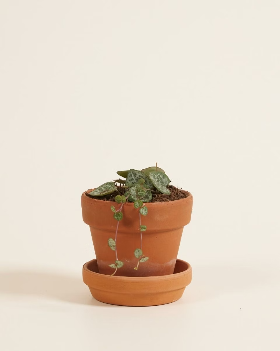 Baby Ceropegia Woodii String of Hearts (Lantern Flower)