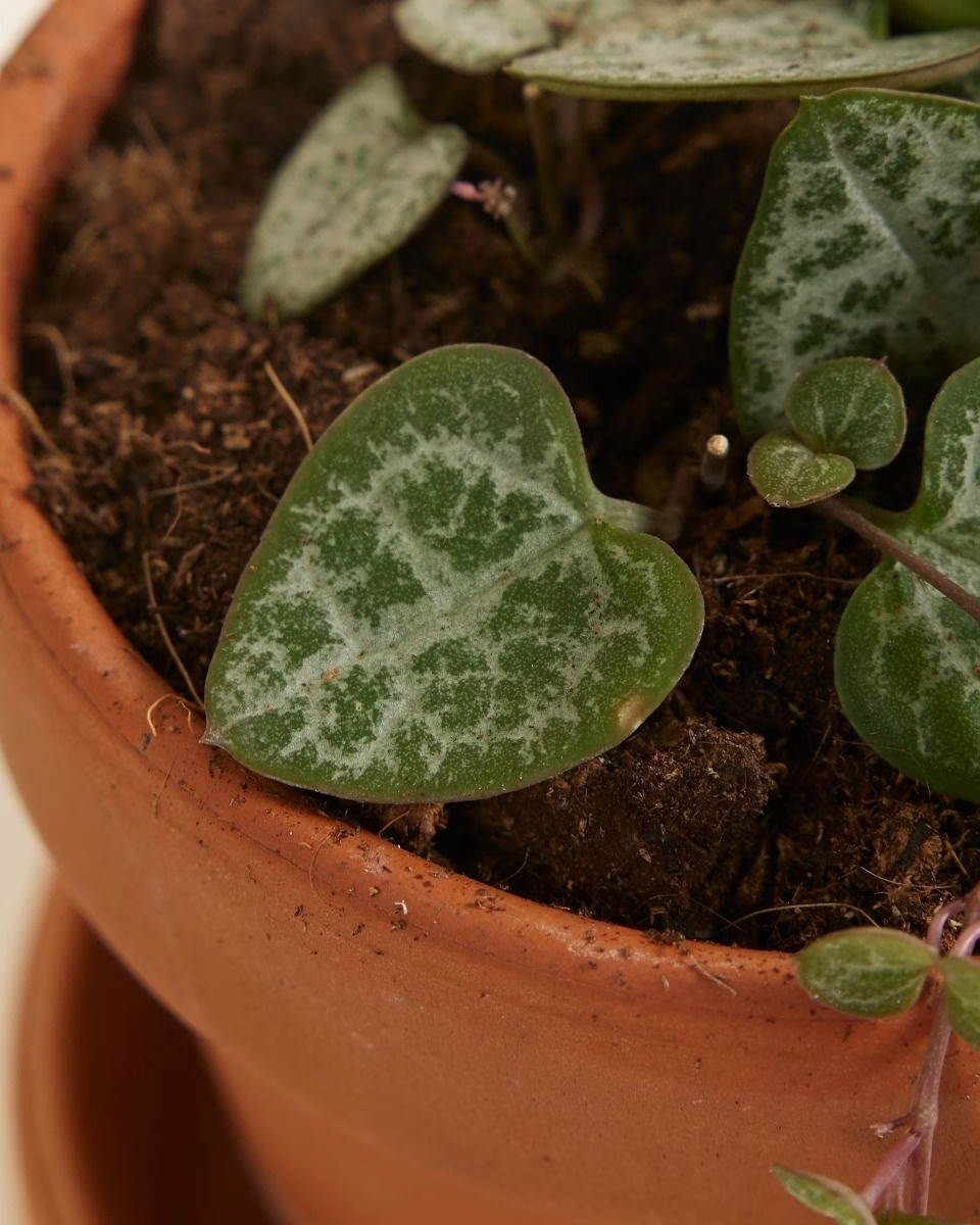Baby Ceropegia Woodii String of Hearts (Lantern Flower)