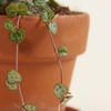 Baby Ceropegia Woodii String of Hearts (Lantern Flower)