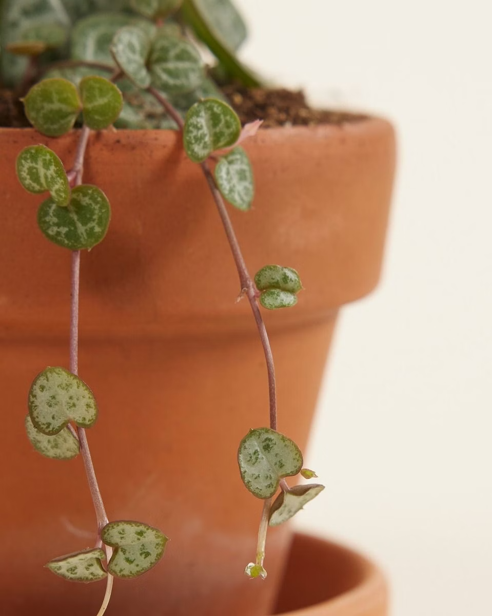 Baby Ceropegia Woodii String of Hearts (Lantern Flower)