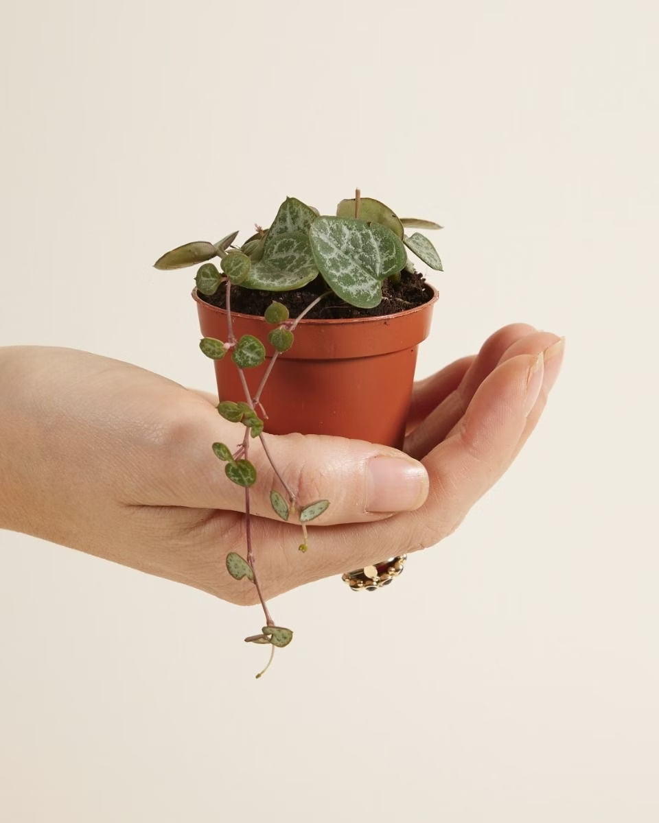 Baby Ceropegia Woodii String of Hearts (Lantern Flower)