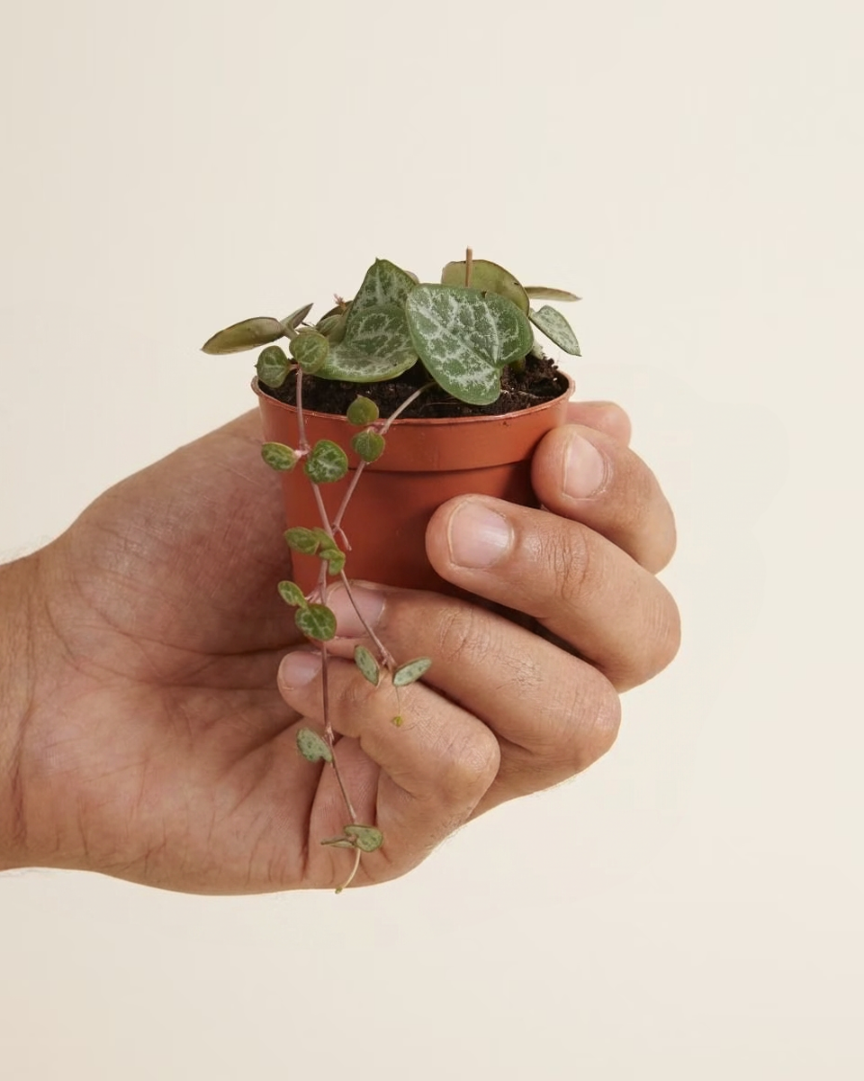 Baby Ceropegia Woodii String of Hearts (Lantern Flower)