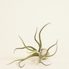 Baby Tillandsia Caput Medusae (Air plant)