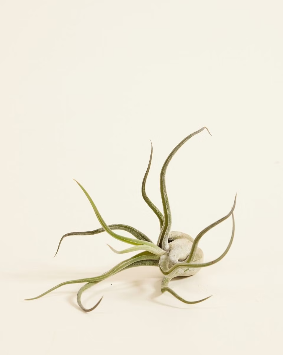 Baby Tillandsia Caput Medusae (Air plant)