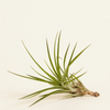 Baby Tillandsia Melanocrater (Air plant)