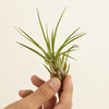 Baby Tillandsia Melanocrater (Air plant)