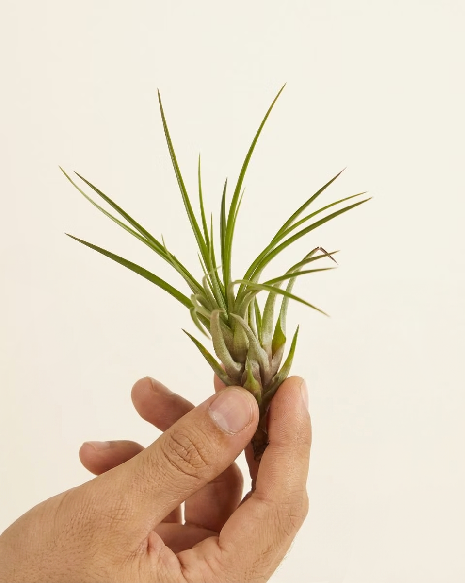 Baby Tillandsia Melanocrater (Air plant)