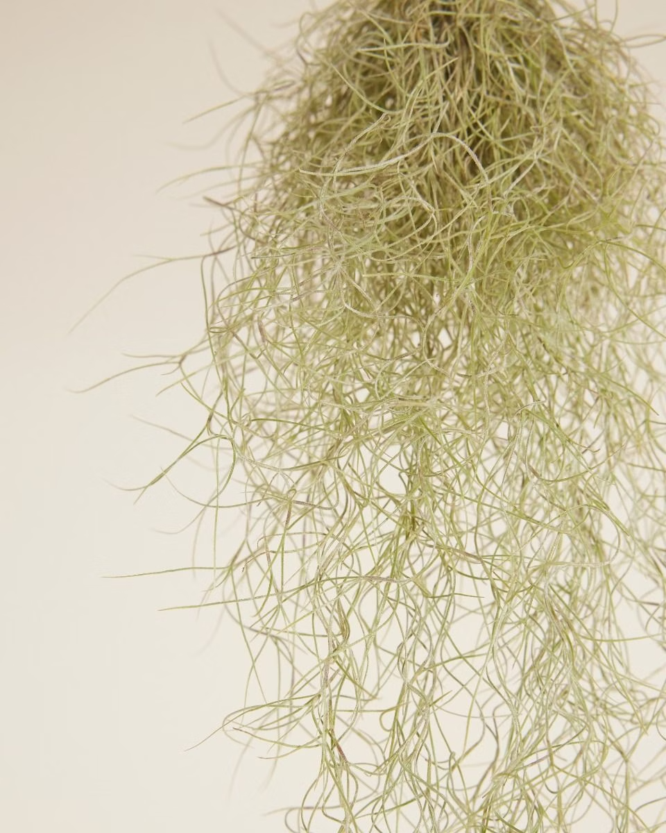 Baby Tillandsia Usneoidus (Spanish Moss)