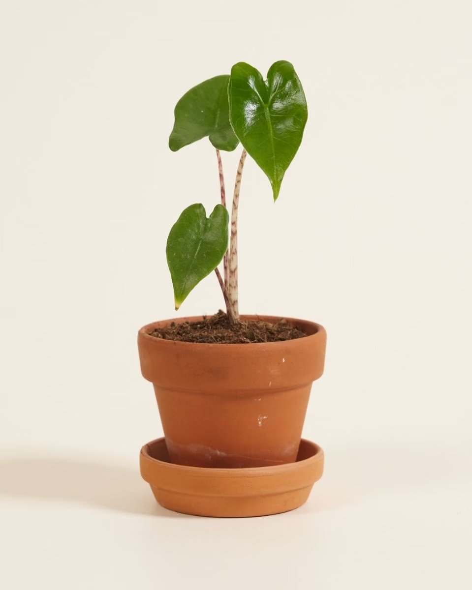 Baby Alocasia Zebrina نبات داخلي ألوكاسيا زيبراينا