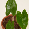Baby Alocasia Zebrina نبات داخلي ألوكاسيا زيبراينا