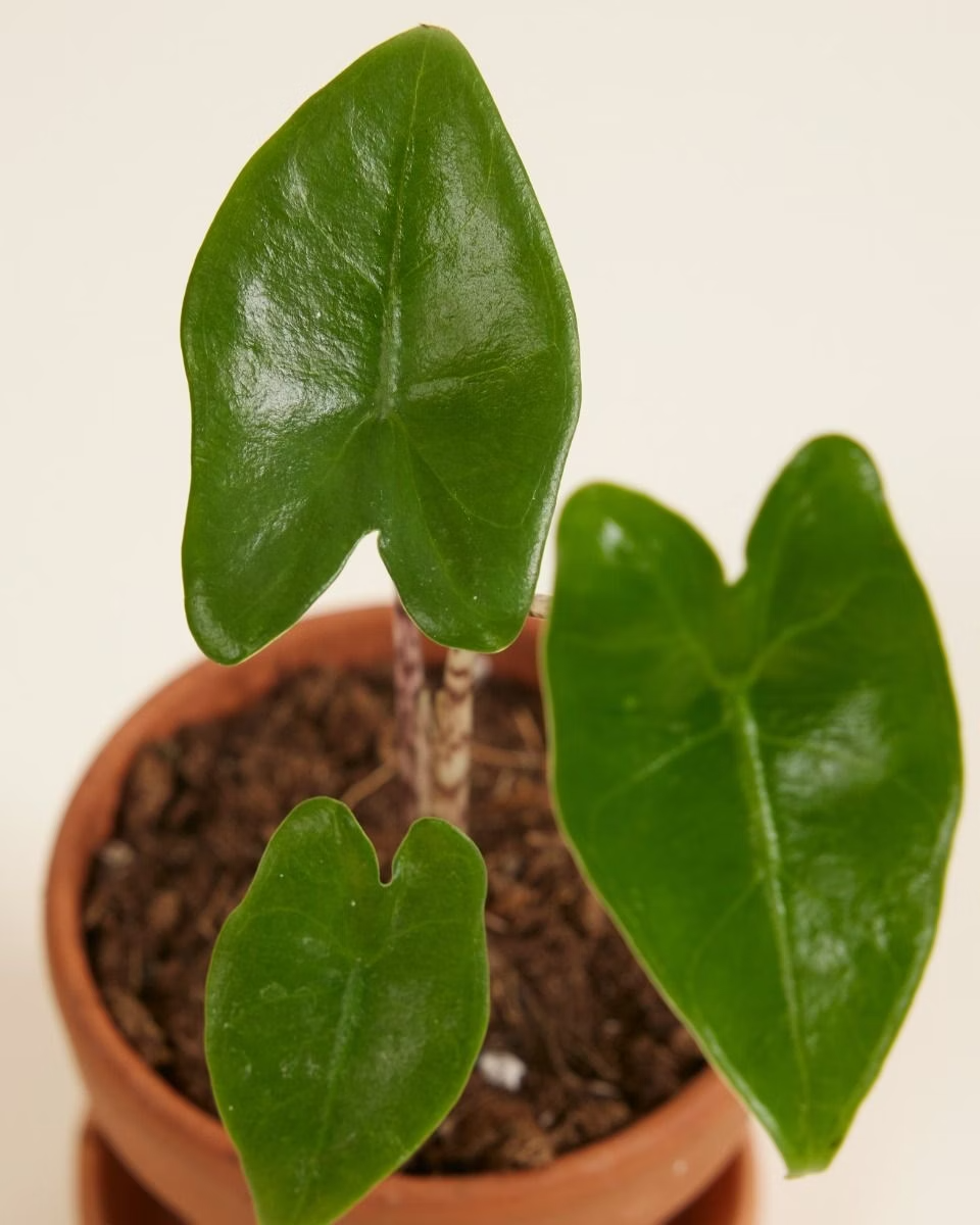 Baby Alocasia Zebrina نبات داخلي ألوكاسيا زيبراينا