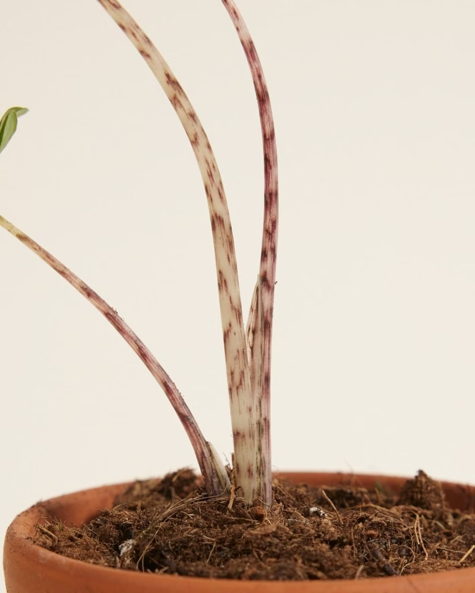 Baby Alocasia Zebrina نبات داخلي ألوكاسيا زيبراينا
