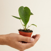 Baby Anthurium Peltigerum