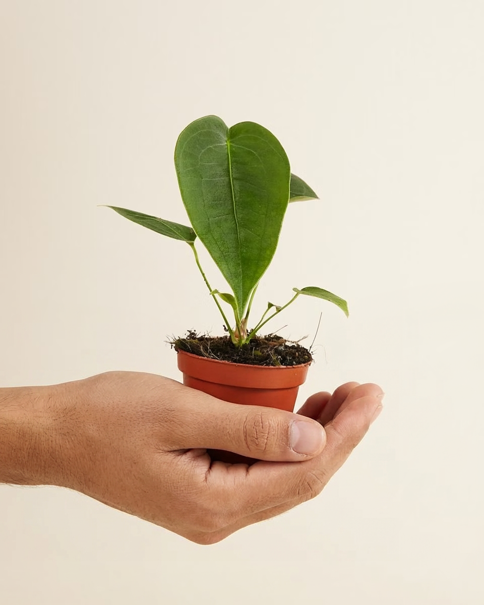 Baby Anthurium Peltigerum