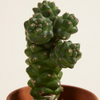 Baby Euphorbia Ritchiei (Cowboy Cactus)