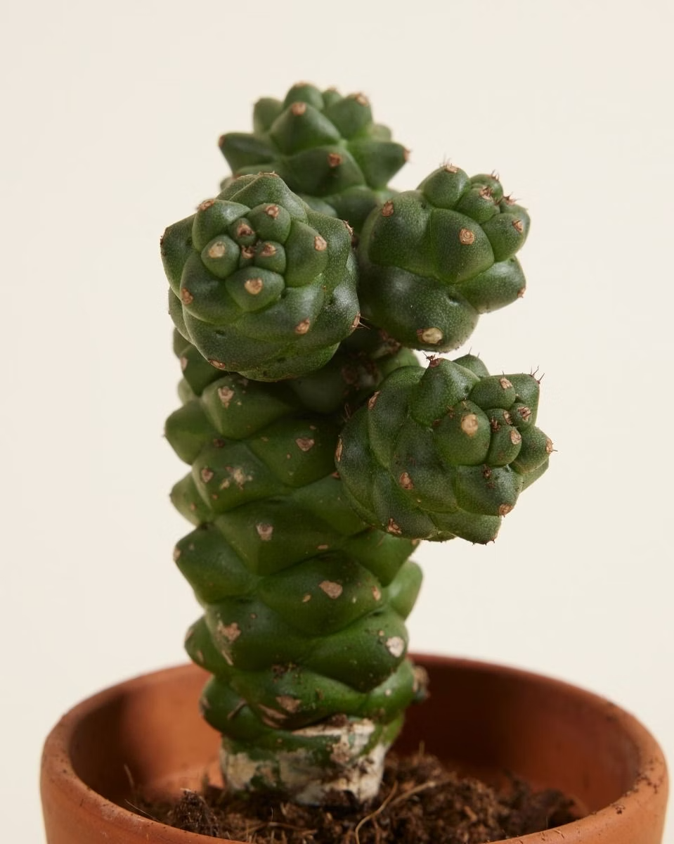 Baby Euphorbia Ritchiei (Cowboy Cactus)