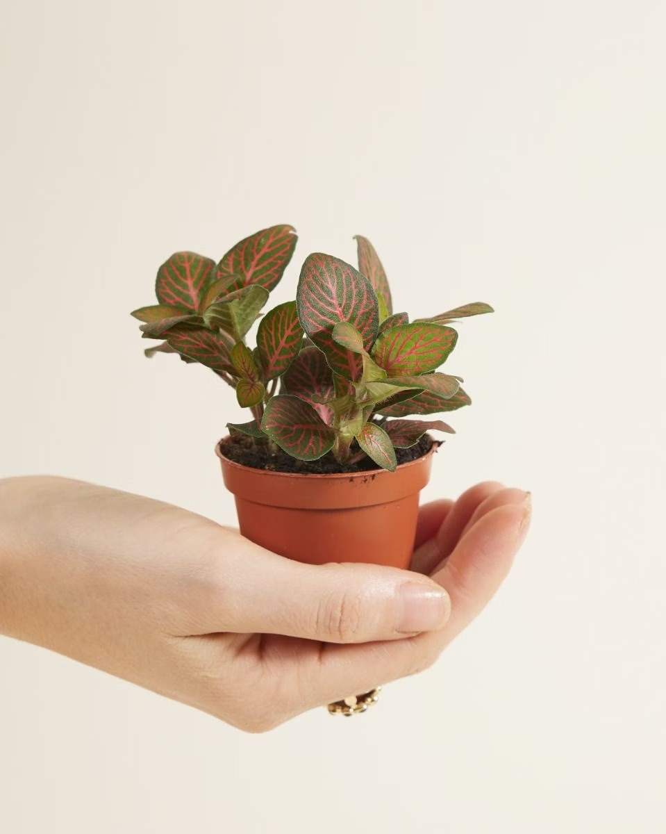 Baby Fittonia Joly Josan