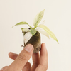 Baby Philodendron Florida Ghost