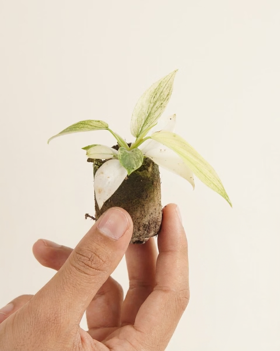 Baby Philodendron Florida Ghost