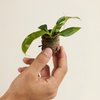 Baby Philodendron Patriciae