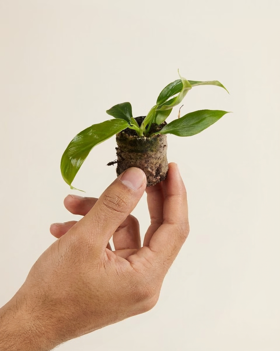 Baby Philodendron Patriciae