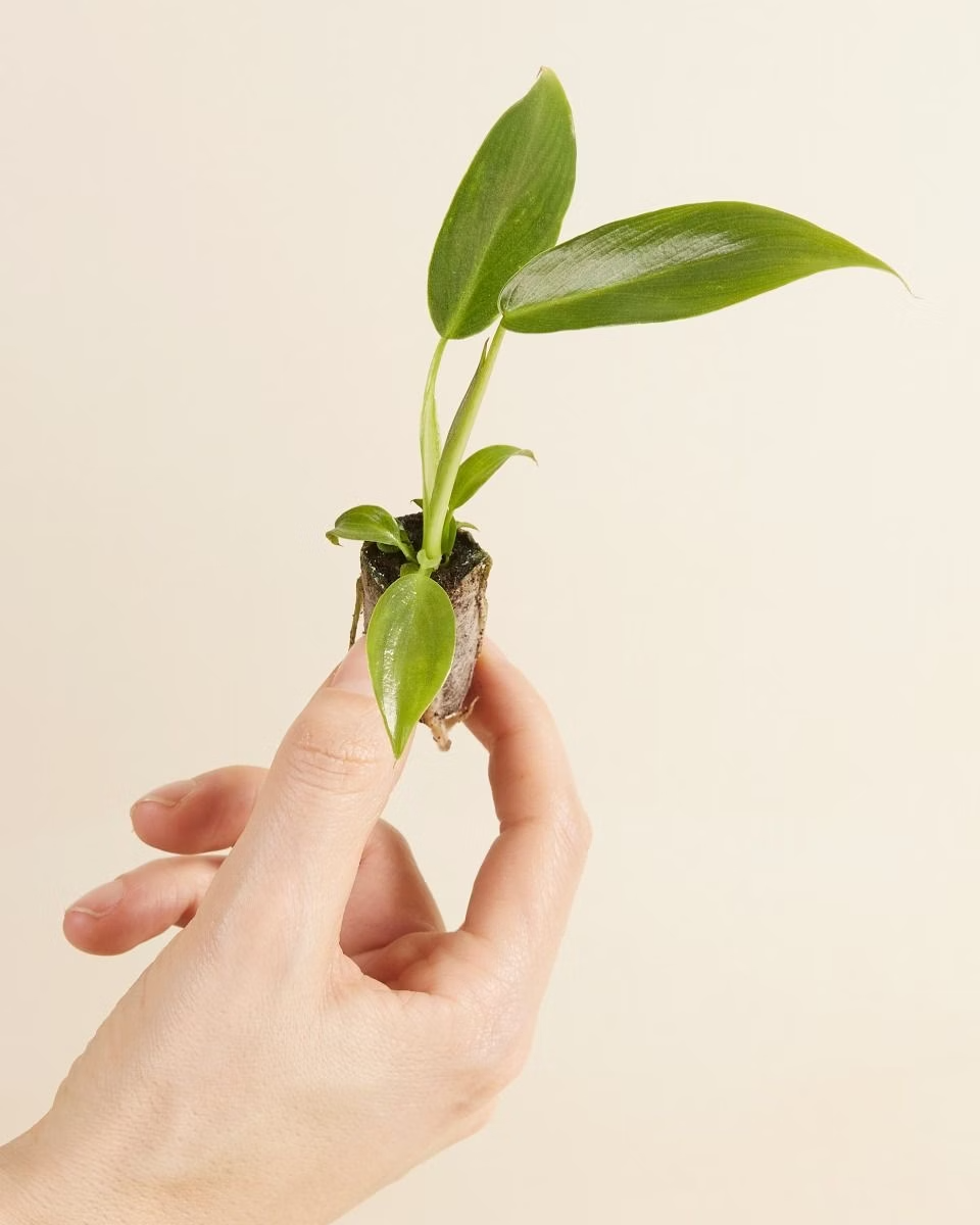 Baby Philodendron Spiritus Sancti فيلوديندرون
