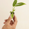 Baby Philodendron Spiritus Sancti فيلوديندرون