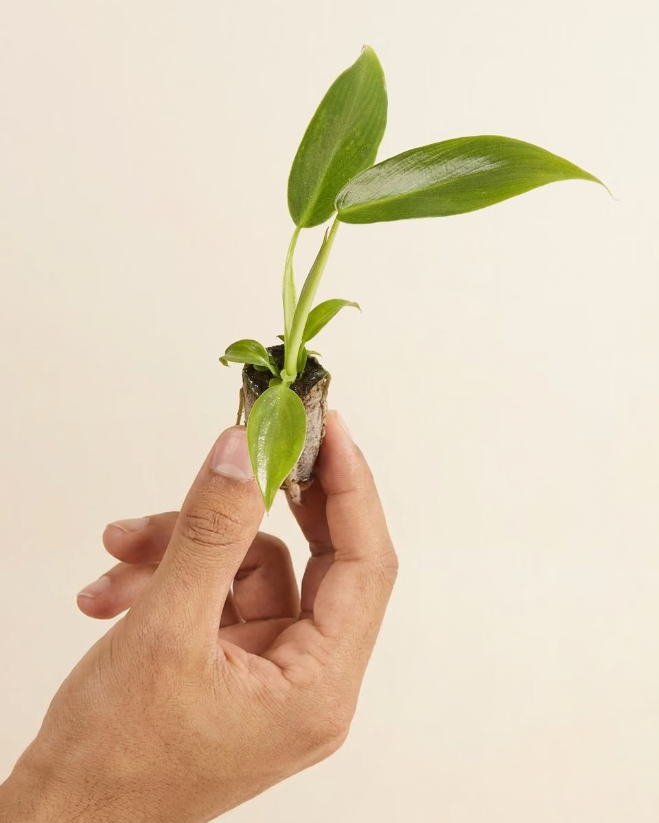 Baby Philodendron Spiritus Sancti فيلوديندرون