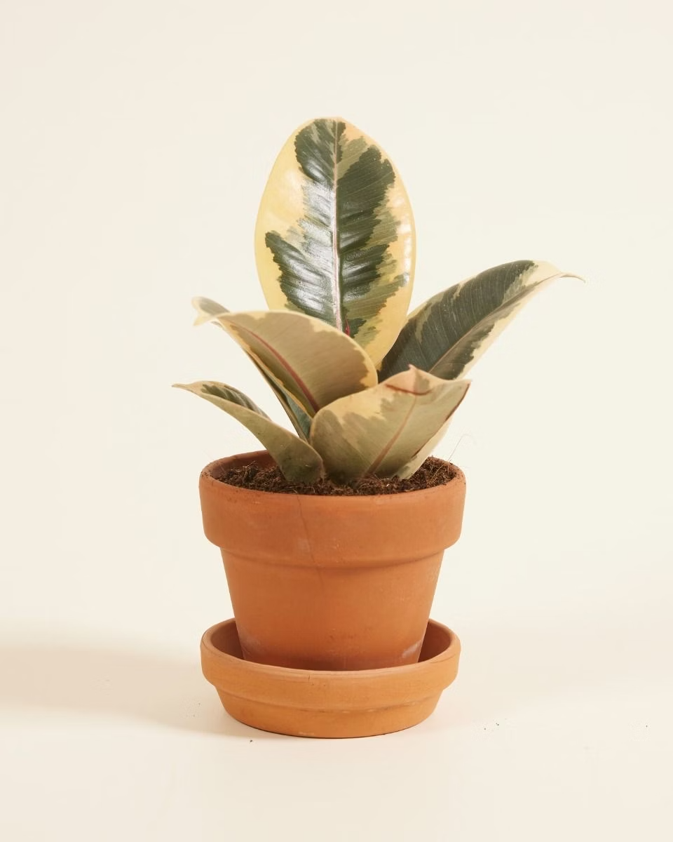 Tineke فيكس تينيكي