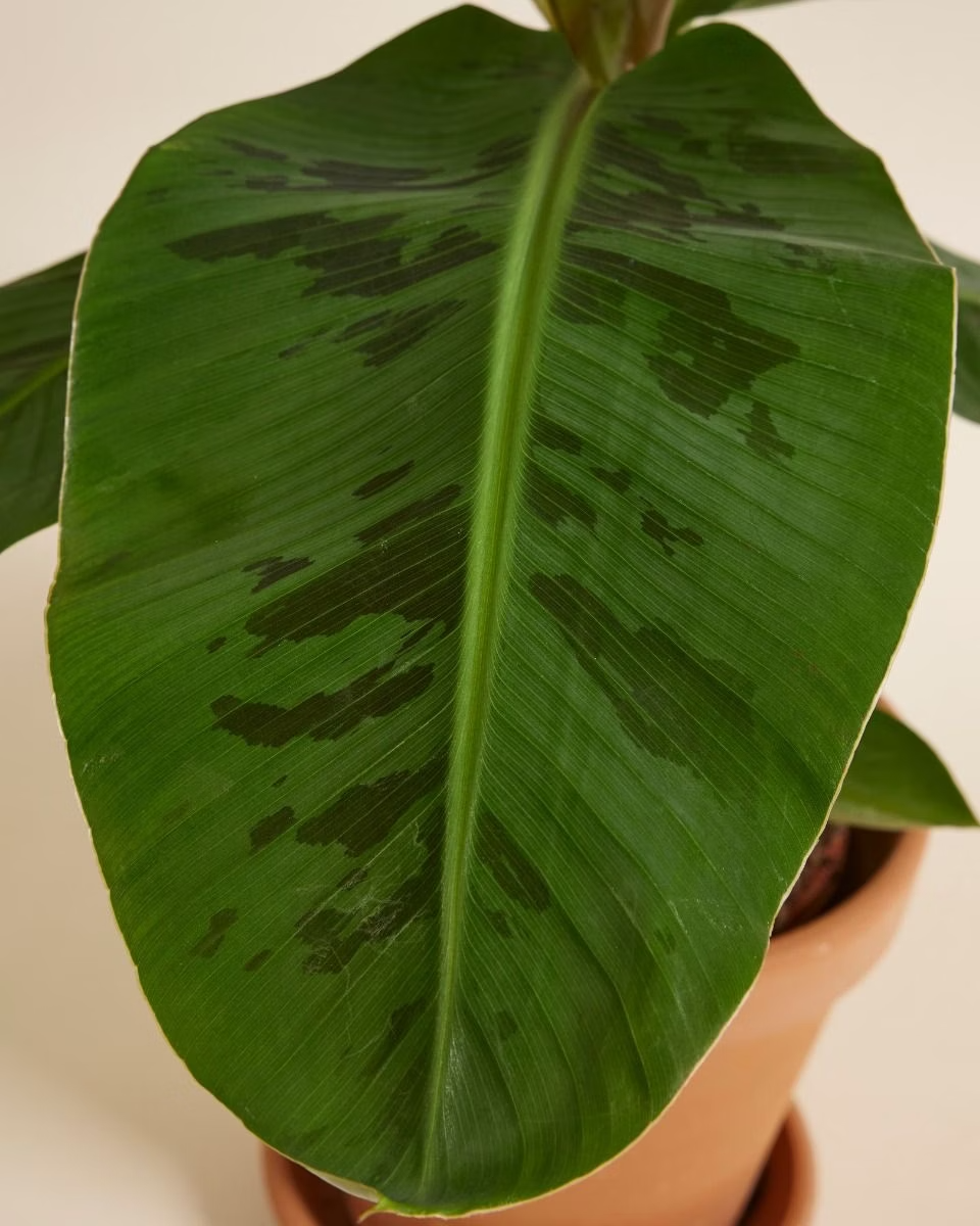 Musa Dwarf Cavendish Banana Tree