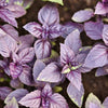 Basil Dark Opal - supplier photo