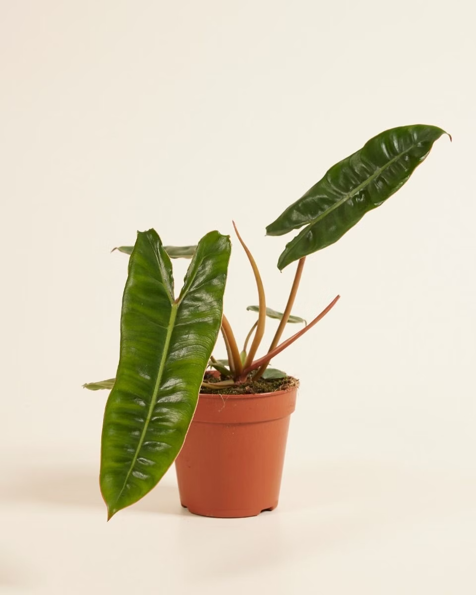 Philodendron Billietiae فيلوديندرون بيلييتياي