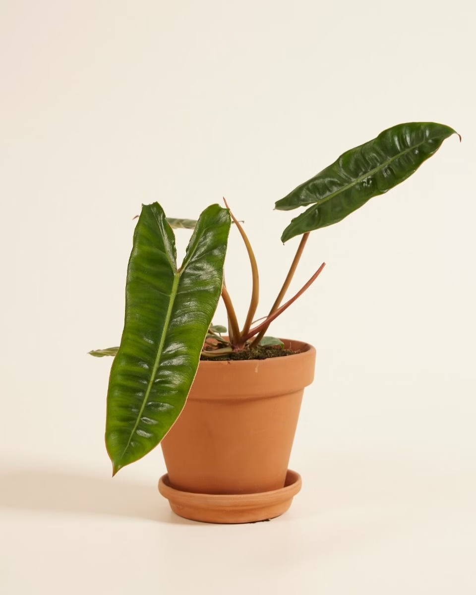 Philodendron Billietiae فيلوديندرون بيلييتياي