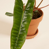 Philodendron Billietiae فيلوديندرون بيلييتياي