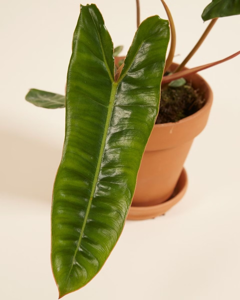 philodendron billietiae green stem Philodendron Billietiae فيلوديندرون بيلييتياي – NABAT