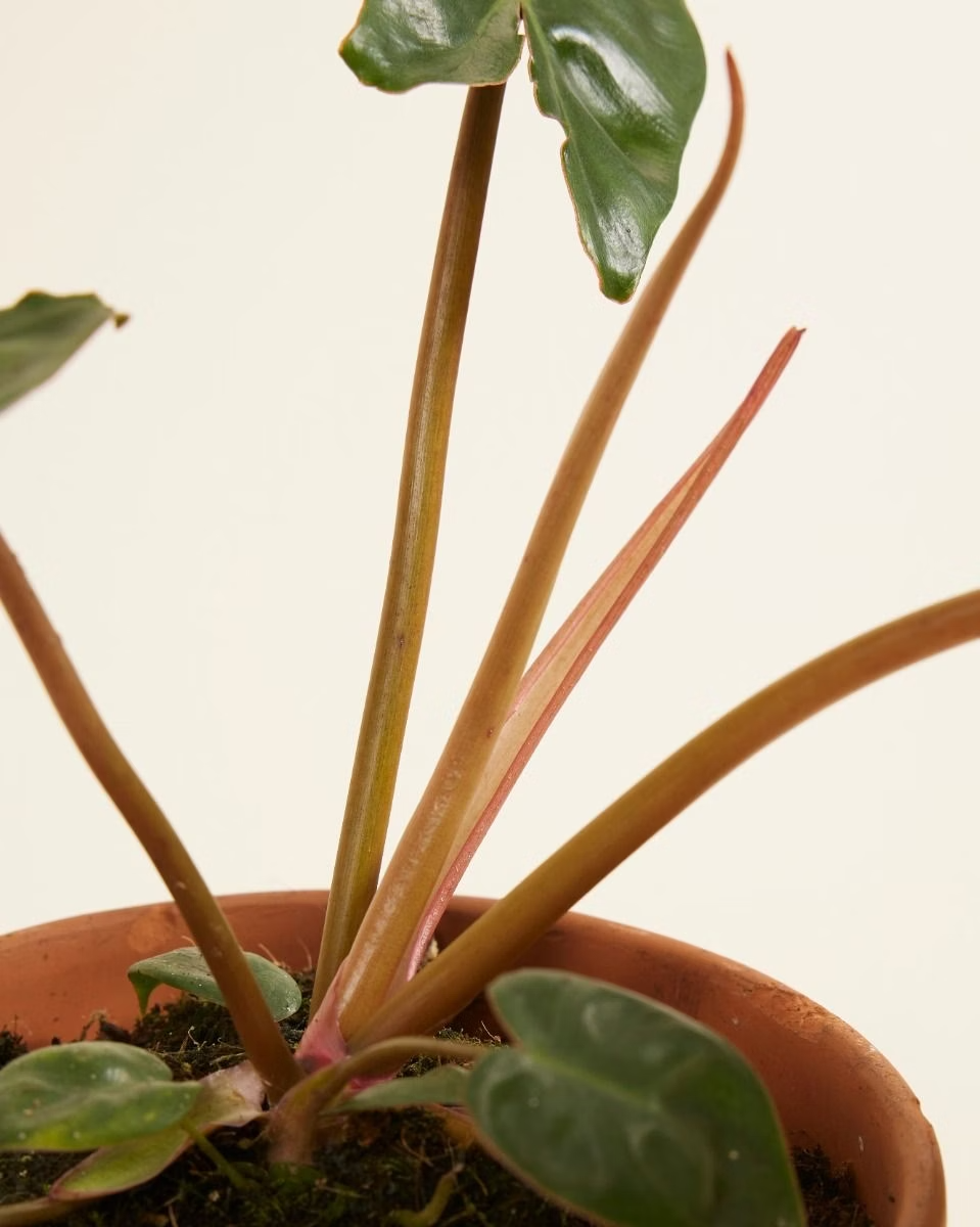 philodendron billietiae new leaf Philodendron Billietiae فيلوديندرون بيلييتياي – NABAT