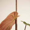 Kratiste Biodegradable Plant support Sticks