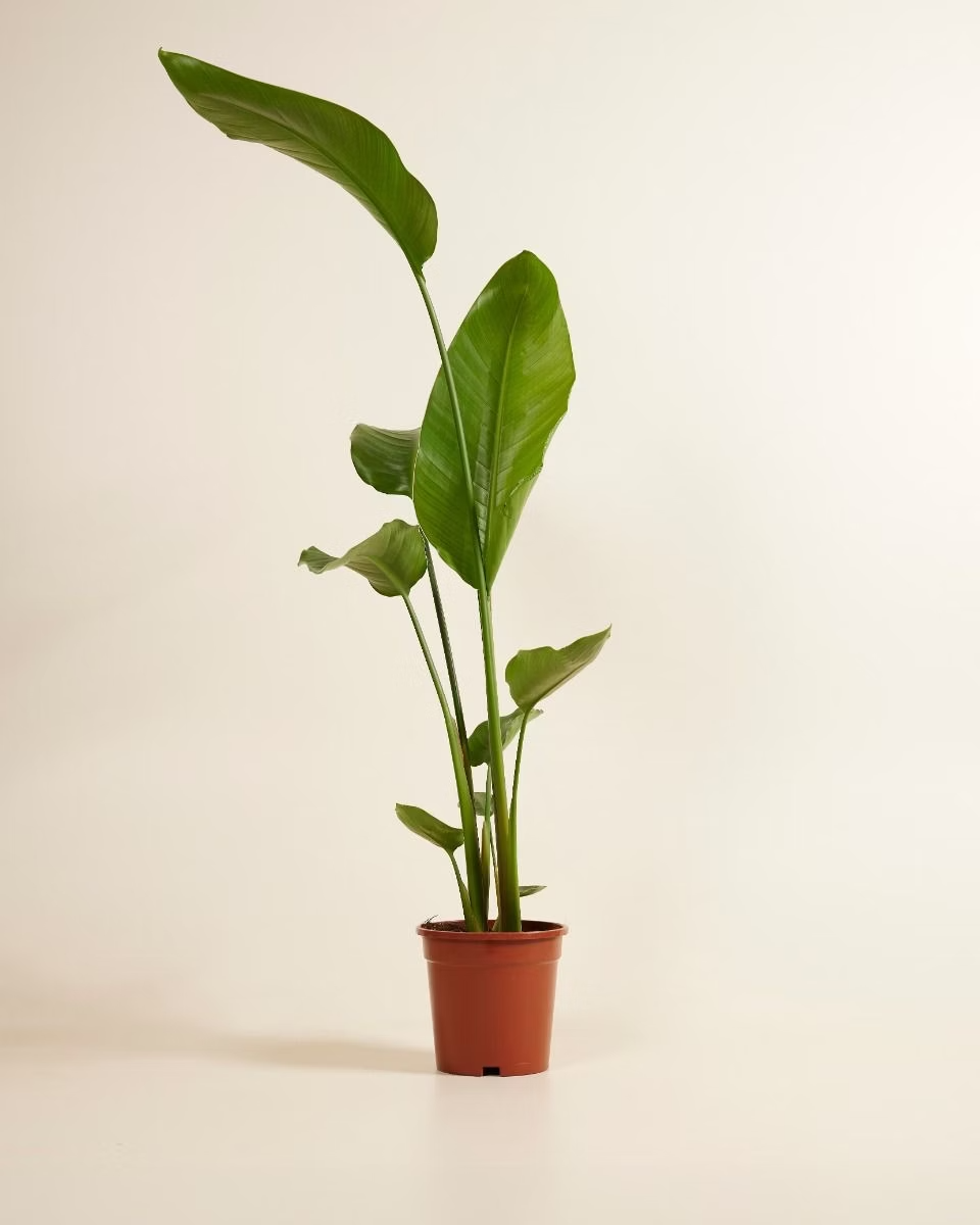 Strelitzia Nicolai (Bird of Paradise) ستيرليتزيا عصفور الجنة