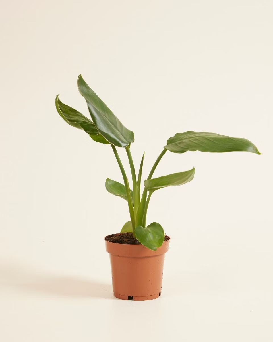 Strelitzia Nicolai (Bird of Paradise) ستيرليتزيا عصفور الجنة