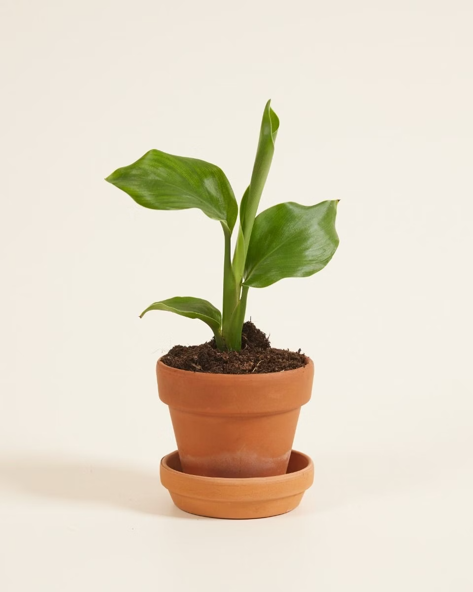 Strelitzia Nicolai (Bird of Paradise) ستيرليتزيا عصفور الجنة