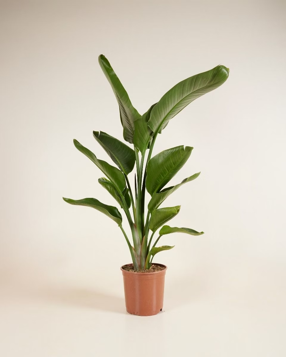 Strelitzia Nicolai (Bird of Paradise) ستيرليتزيا عصفور الجنة