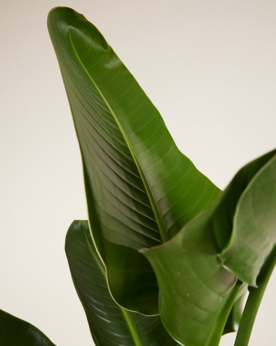 Strelitzia Nicolai (Bird of Paradise) ستيرليتزيا عصفور الجنة