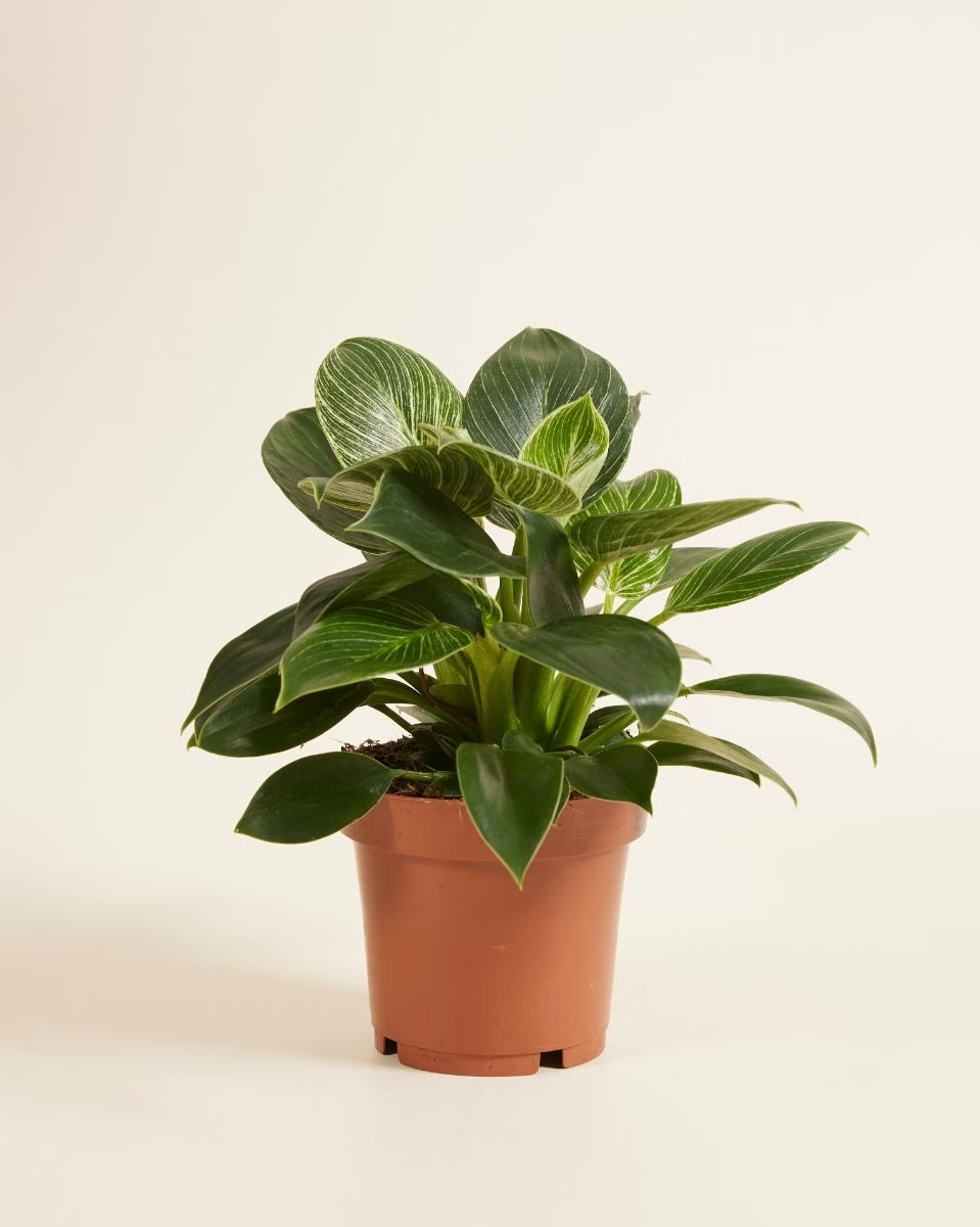 philodendron birkin white wave Philodendron Birkin (White Wave) – NABAT