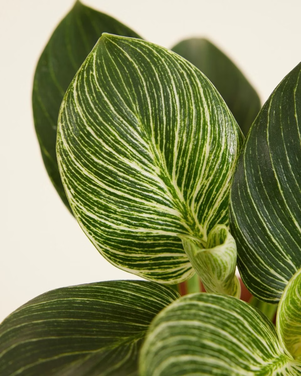 philodendron wave Philodendron Birkin (White Wave) – NABAT