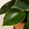 Philodendron Birkin (White Wave)