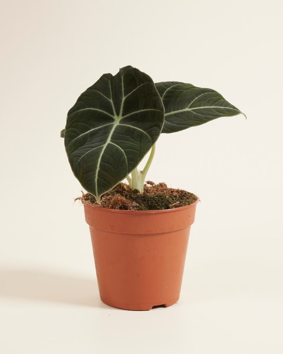 Alocasia Reginula Black Velvet نبات داخلي ألوكاسيا